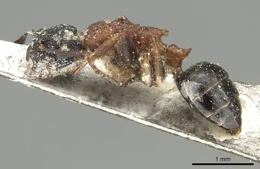 Colobopsis dentata specimen CASENT0915757 image casent0915757_3