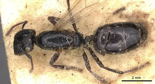 Colobopsis desecta specimen CASENT0901917 image casent0901917_1