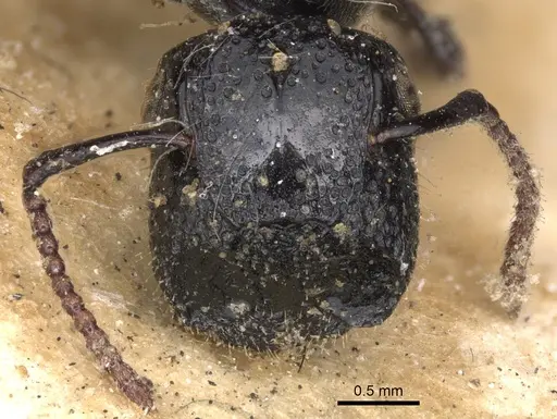 Colobopsis desecta specimen CASENT0901917 image casent0901917_2