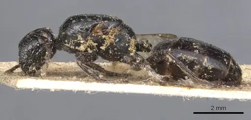 Colobopsis desecta specimen CASENT0901917 image casent0901917_3
