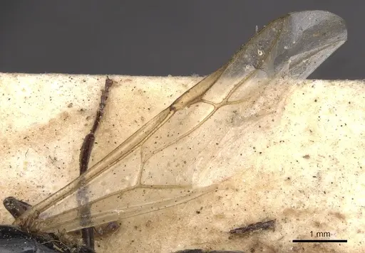 Colobopsis desecta specimen CASENT0901917 image casent0901917_4