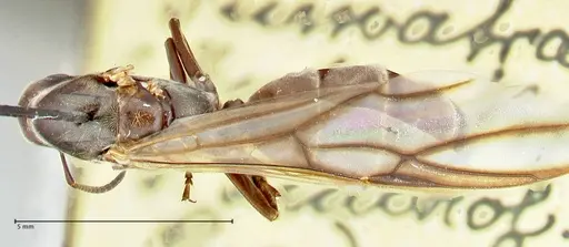 Colobopsis equus specimen FOCOL2522 image focol2522_1