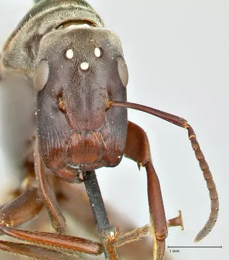 Colobopsis equus specimen FOCOL2522 image focol2522_2