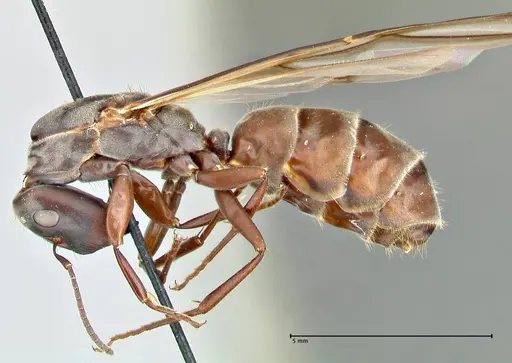 Colobopsis equus specimen FOCOL2522 image focol2522_3