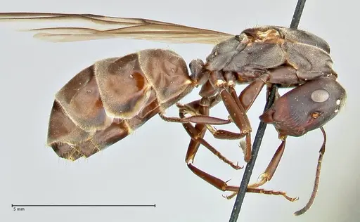 Colobopsis equus specimen FOCOL2522 image focol2522_4