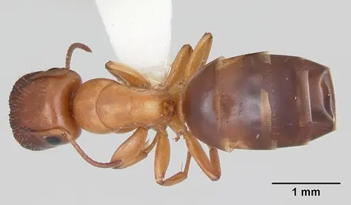 Colobopsis etiolata specimen CASENT0104766 image casent0104766_1