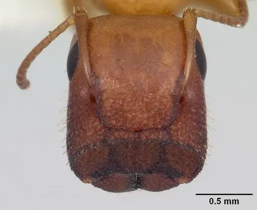 Colobopsis etiolata specimen CASENT0104766 image casent0104766_2