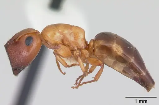 Colobopsis etiolata specimen CASENT0104766 image casent0104766_3
