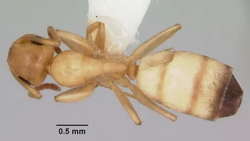 Colobopsis etiolata specimen CASENT0104949 image casent0104949_1
