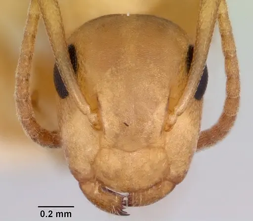 Colobopsis etiolata specimen CASENT0104949 image casent0104949_2