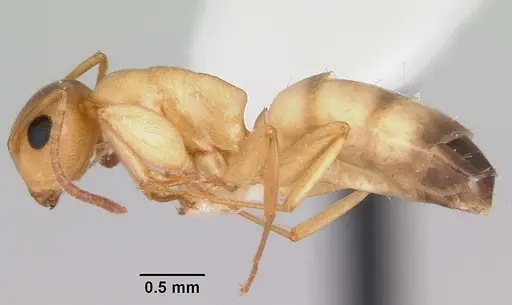 Colobopsis etiolata specimen CASENT0104949 image casent0104949_3