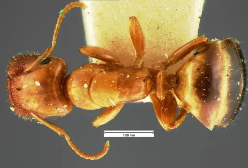 Colobopsis etiolata specimen CASENT0105584 image casent0105584_1