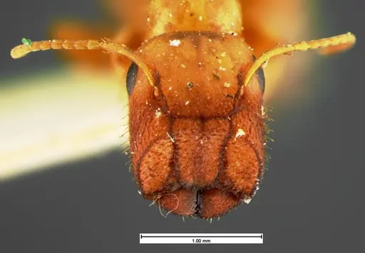Colobopsis etiolata specimen CASENT0105584 image casent0105584_2