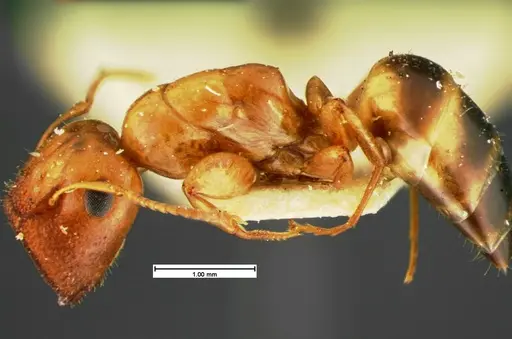 Colobopsis etiolata specimen CASENT0105584 image casent0105584_3