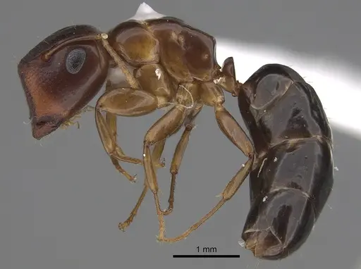 Colobopsis etiolata specimen CASENT0923508 image casent0923508_1