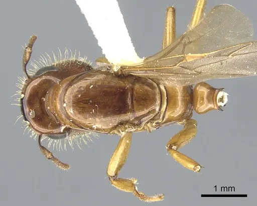 Colobopsis excavata specimen CASENT0903582 image casent0903582_1