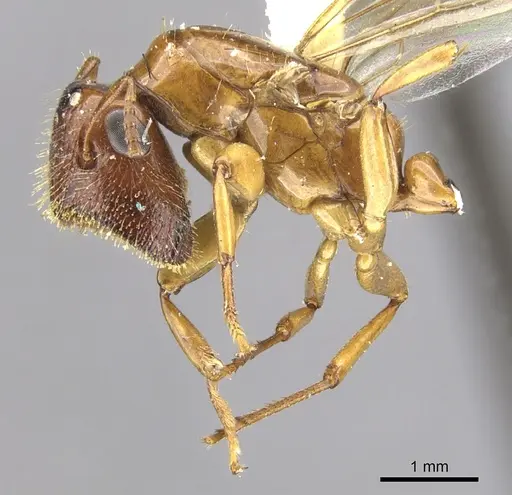 Colobopsis excavata specimen CASENT0903582 image casent0903582_3