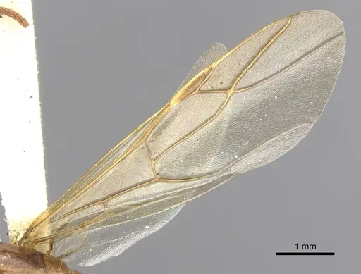 Colobopsis excavata specimen CASENT0903582 image casent0903582_4