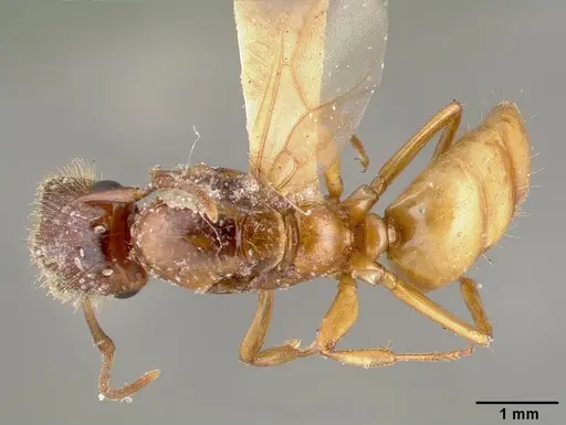 Colobopsis excavata specimen CASTYPE06923 image castype06923_1