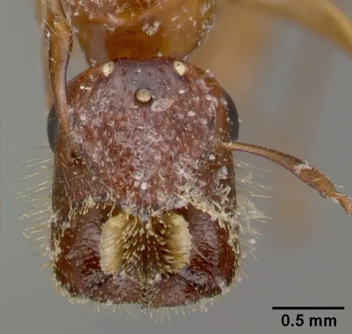 Colobopsis excavata specimen CASTYPE06923 image castype06923_2