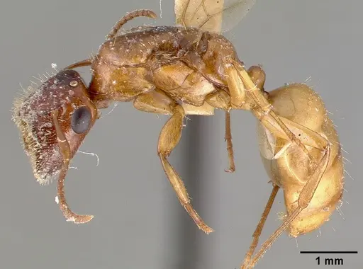 Colobopsis excavata specimen CASTYPE06923 image castype06923_3
