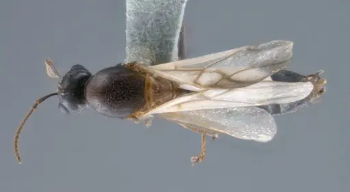 Colobopsis explodens specimen COCY01359 image cocy01359_1