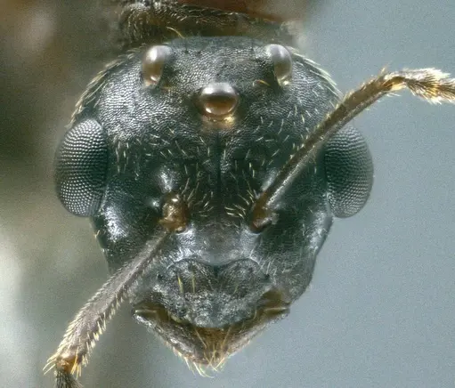 Colobopsis explodens specimen COCY01359 image cocy01359_2