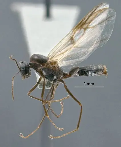 Colobopsis explodens specimen COCY01359 image cocy01359_3