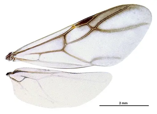 Colobopsis explodens specimen COCY01359 image cocy01359_4