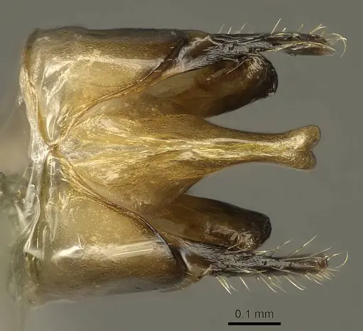 Colobopsis explodens specimen COCY01360 image cocy01360_1
