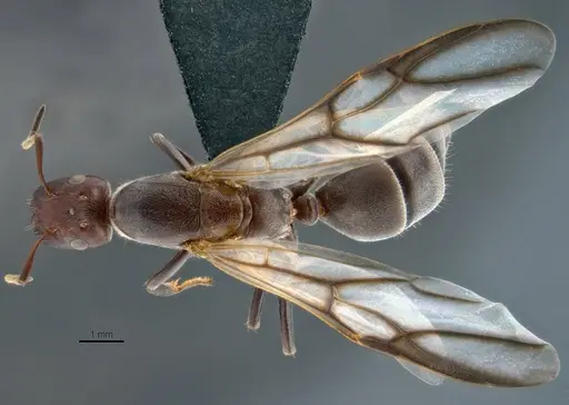Colobopsis explodens specimen COCY01554 image cocy01554_1