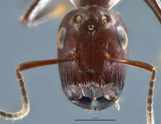Colobopsis explodens specimen COCY01554 image cocy01554_2