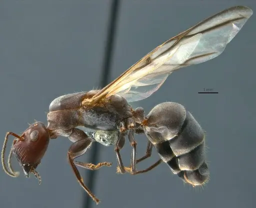 Colobopsis explodens specimen COCY01554 image cocy01554_3
