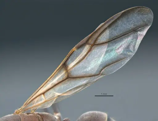 Colobopsis explodens specimen COCY01554 image cocy01554_4