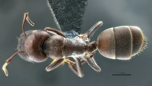 Colobopsis explodens specimen COCY01555 image cocy01555_1