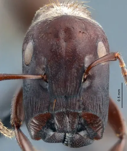 Colobopsis explodens specimen COCY01555 image cocy01555_2