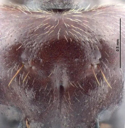 Colobopsis explodens specimen COCY01555 image cocy01555_3