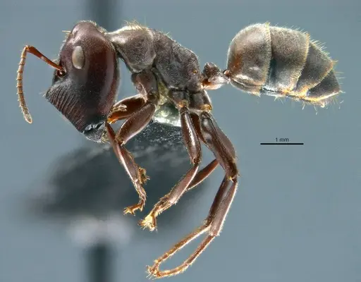 Colobopsis explodens specimen COCY01555 image cocy01555_4