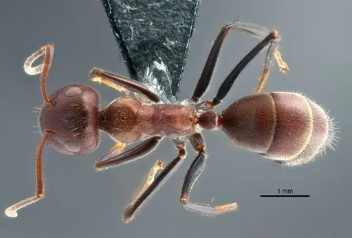Colobopsis explodens specimen COCY01565 image cocy01565_1