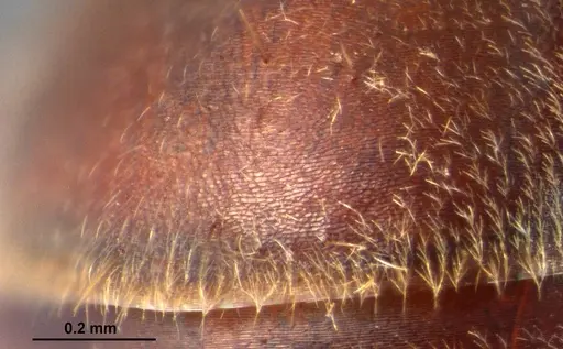 Colobopsis explodens specimen COCY01565 image cocy01565_2