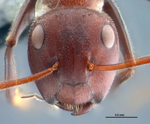 Colobopsis explodens specimen COCY01565 image cocy01565_3