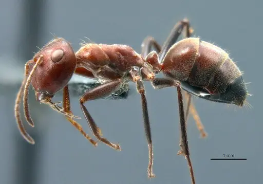 Colobopsis explodens specimen COCY01565 image cocy01565_4