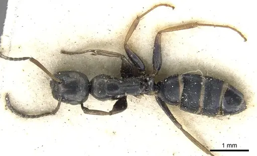 Colobopsis flavolimbata specimen CASENT0903581 image casent0903581_1