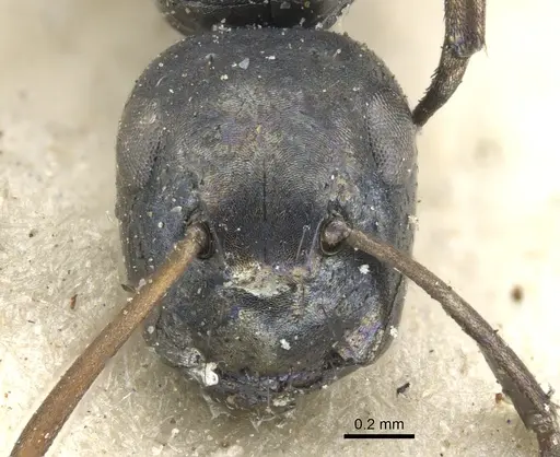 Colobopsis flavolimbata specimen CASENT0903581 image casent0903581_2