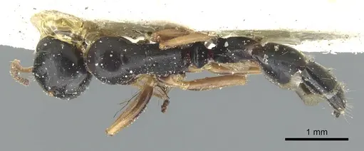 Colobopsis flavolimbata specimen CASENT0903593 image casent0903593_1