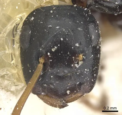 Colobopsis flavolimbata specimen CASENT0903593 image casent0903593_2