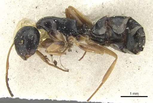 Colobopsis flavolimbata specimen CASENT0903593 image casent0903593_3