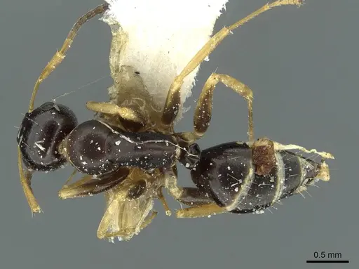 Colobopsis flavolimbata specimen CASENT0911626 image casent0911626_1