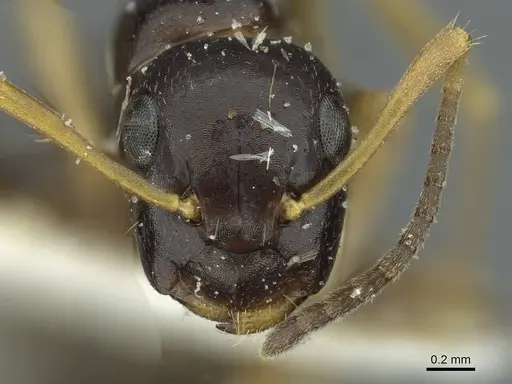 Colobopsis flavolimbata specimen CASENT0911626 image casent0911626_2