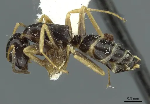Colobopsis flavolimbata specimen CASENT0911626 image casent0911626_3